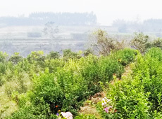 �������ܵ��l(xi��ng)�����ǰ���ӷ��s����������ؚ�F����С����ͨ�^�������(gu��)��(y��u)���Ľ�(j��ng)��(j��)��������׃��ؚ�F��ò������̽۴��S������ɵ��r(n��ng)��@�����S������롭