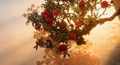 霧鎖漾濞，金光穿霧花如夢(mèng)